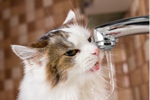 How to increase your cat’s water intake?