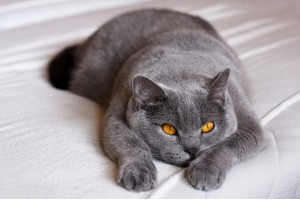 An Introduction to British Shorthairs 