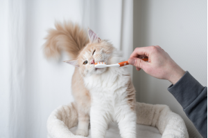 Do You Really Need To Brush Your Cat’s Teeth?