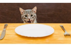 5 Human Foods To Boost Your Cat's Health