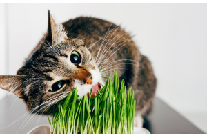 Why Do Cats Enjoy Cat Grass