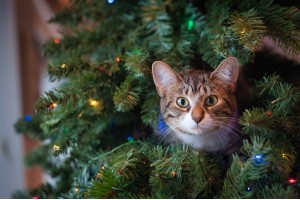 Your Guide to a Feline-Friendly Christmas