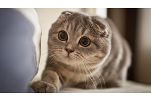 All About The Scottish Folds!