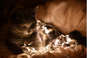 Your Cat’s Wish List This Christmas