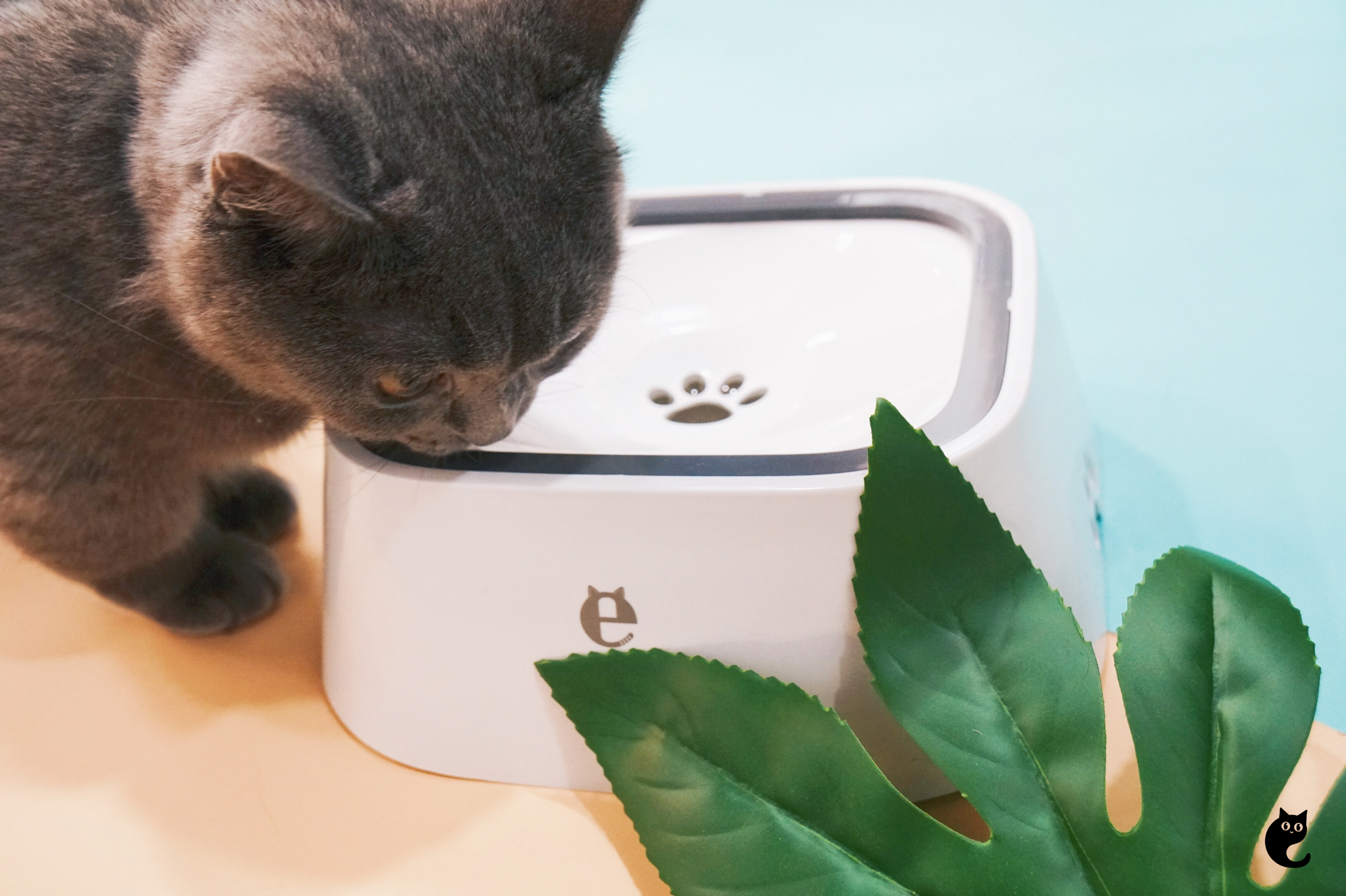 Does Your Cat Have “Whisker Fatigue”?