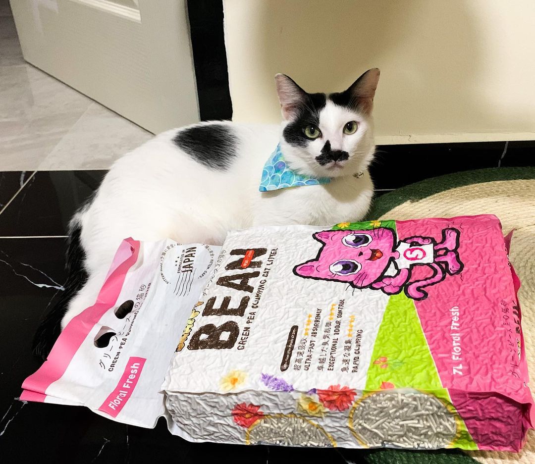 mika_themoustachecat - snappy bean green pea cat litter review / feedback / testimonial