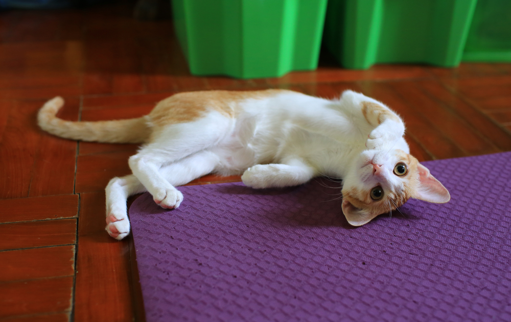 how-to-help-cats-gain-weight-catsmart-singapore