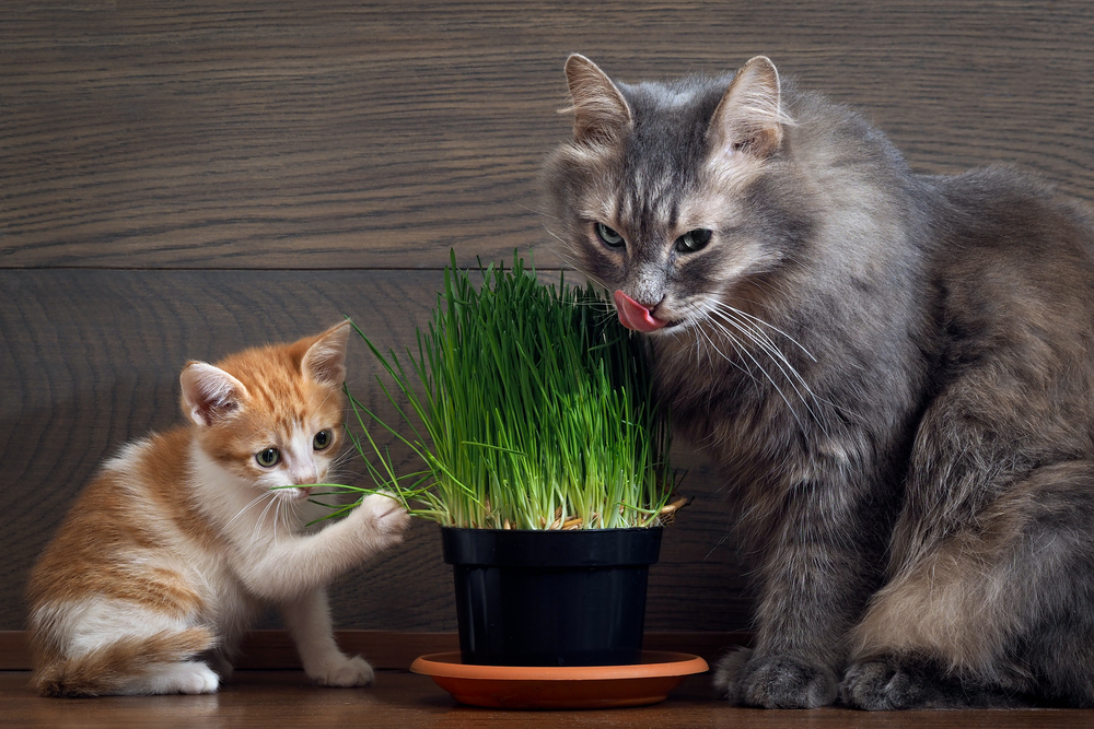 What to do when your cat gets older