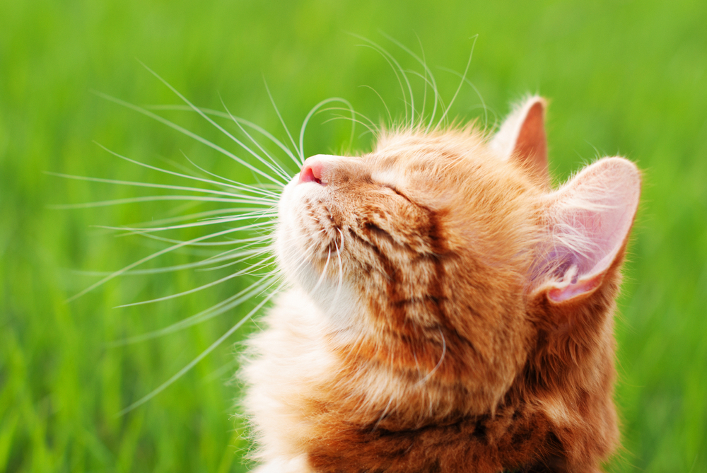 How to help your cat live a long and healthy life