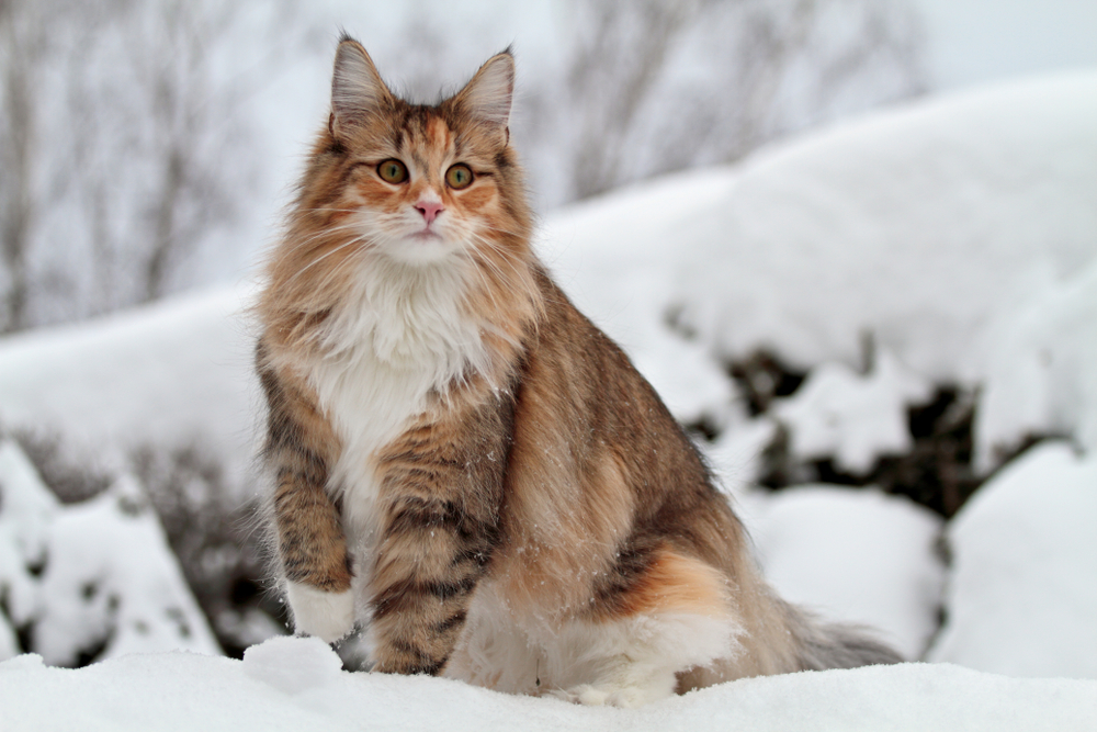 Everything You Need To Know About The Norwegian Forest Cat | CatSmart ...