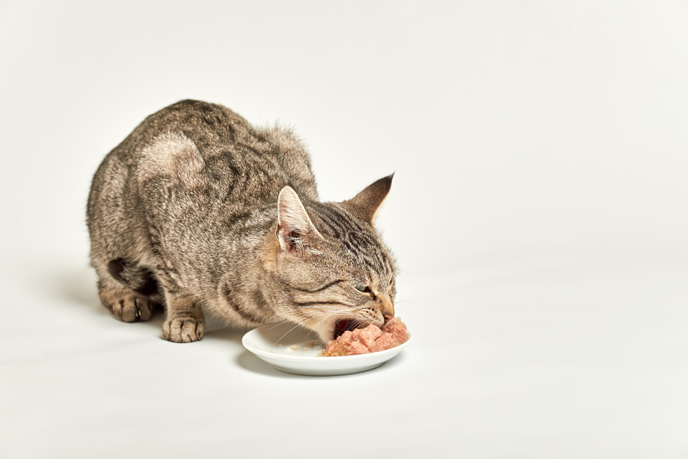 Getting Dry Food Addicted Cats To Try Wet Food 
