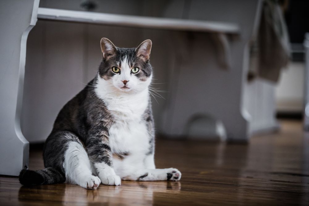 8 Signs Your Cat Is Secretly Mad At You That Are Super Subtle