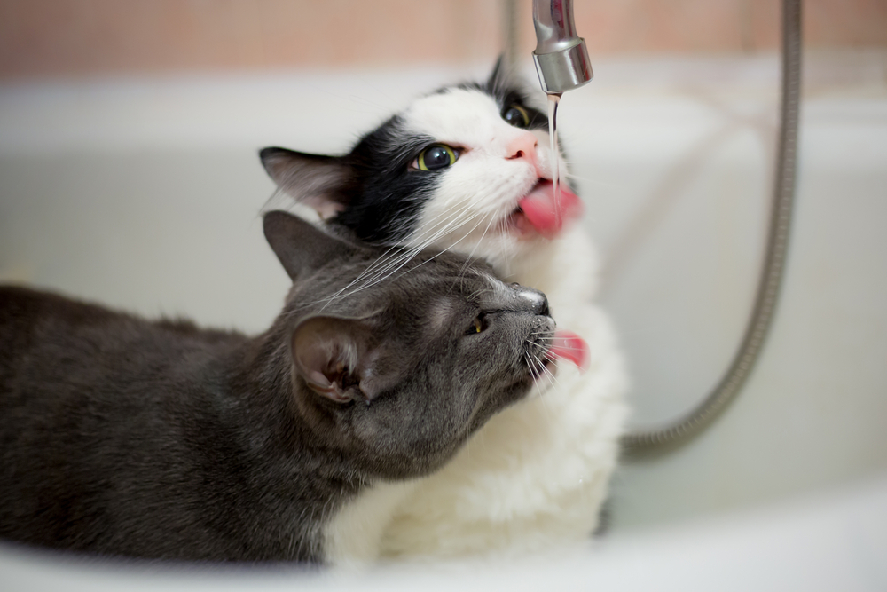 Choosing the right cat water fountain