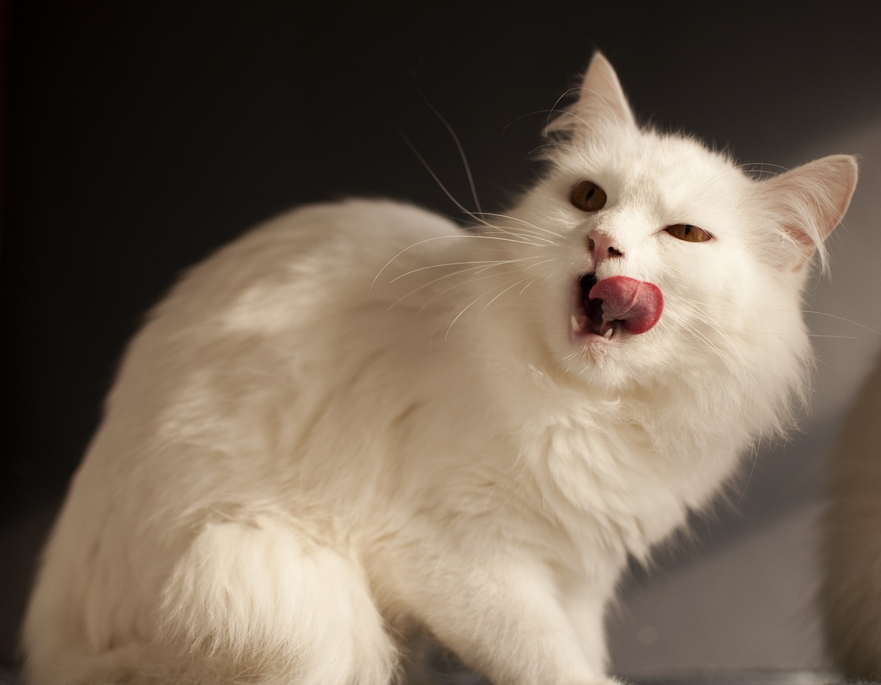 6 Human Food Your Cat Should Never Eat