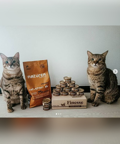 CatSmart Instagram Photo