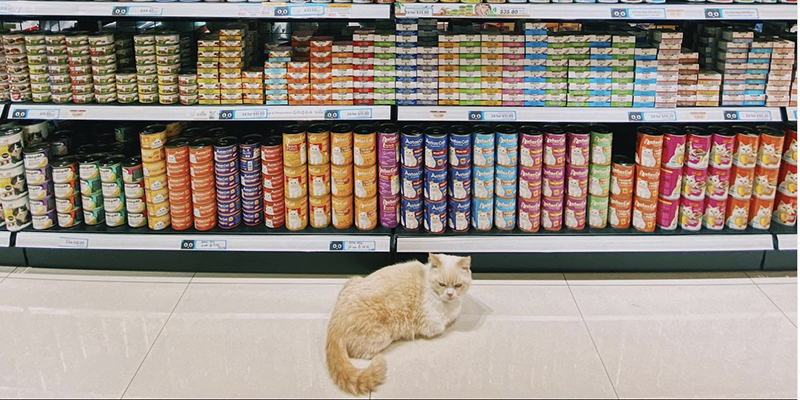 cat with many products