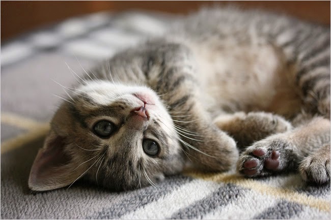 10 Signs Your Kitty Actually Loves You