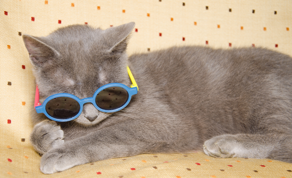 Heatstroke in cats: what you need to know