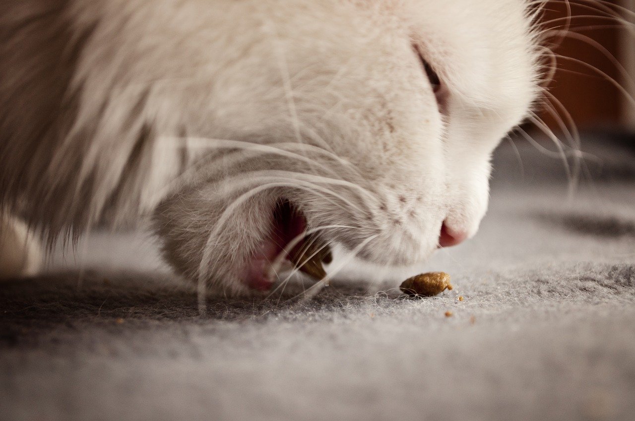 Why do cats pull food out of their bowls to eat?