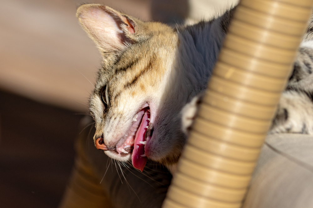 heatstroke-in-cats-what-you-need-to-know-catsmart-singapore