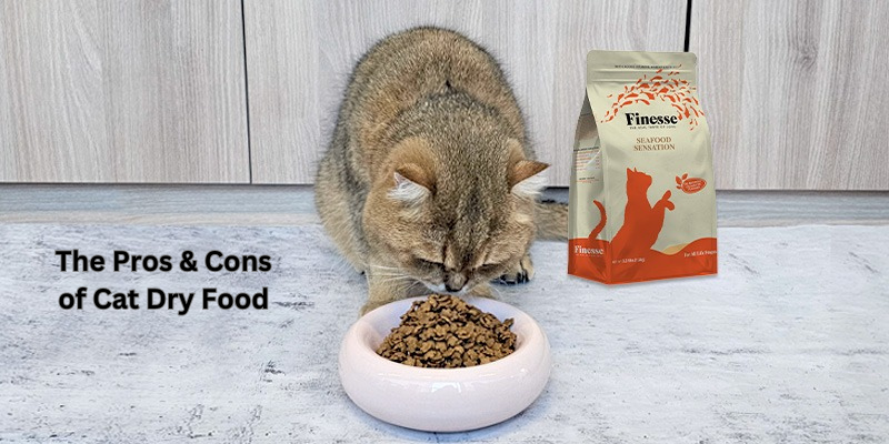Wet vs Dry Cat Food  Which is better? | CatSmart Singapore