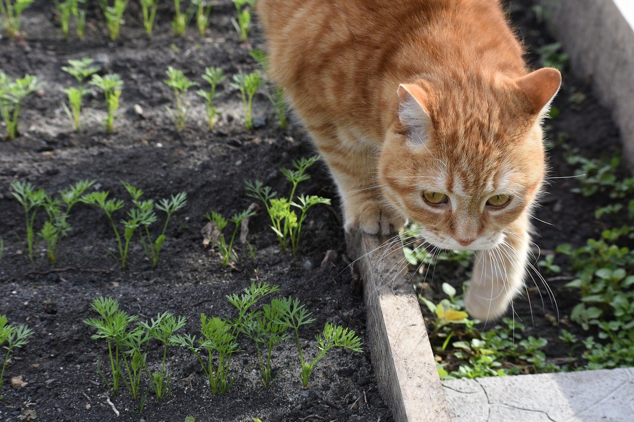 Best leafy greens for your cat