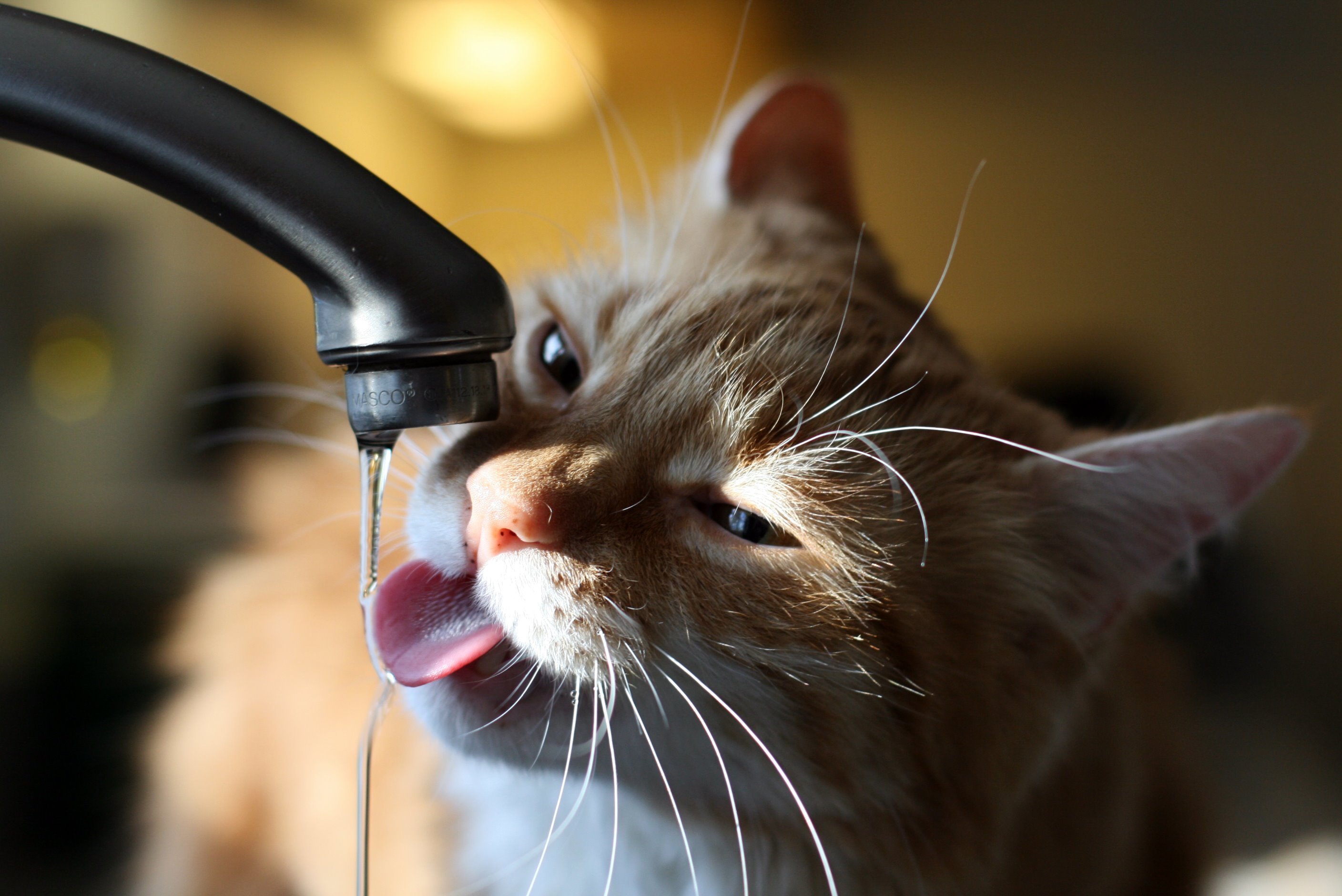 How to help your dehydrated cat?