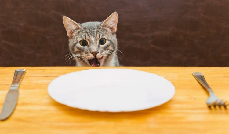 5 Human Foods To Boost Your Cat's Health