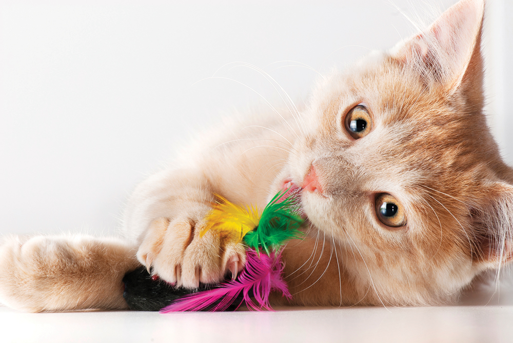 Pick the best toys for your cat and learn how to play along