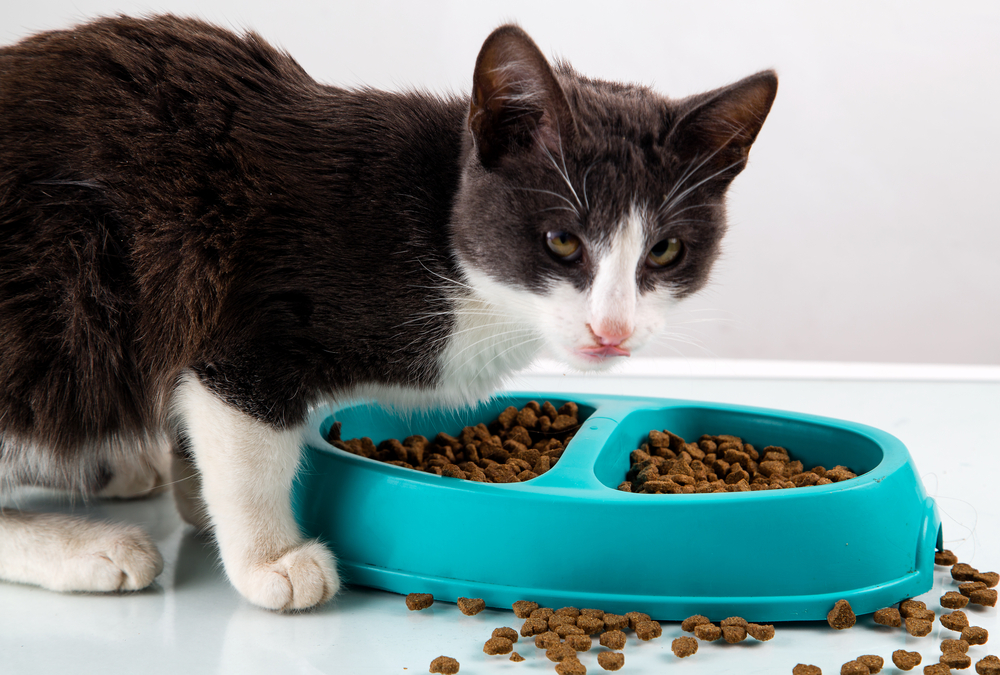 Choosing The Ideal Bowl For Your Cat