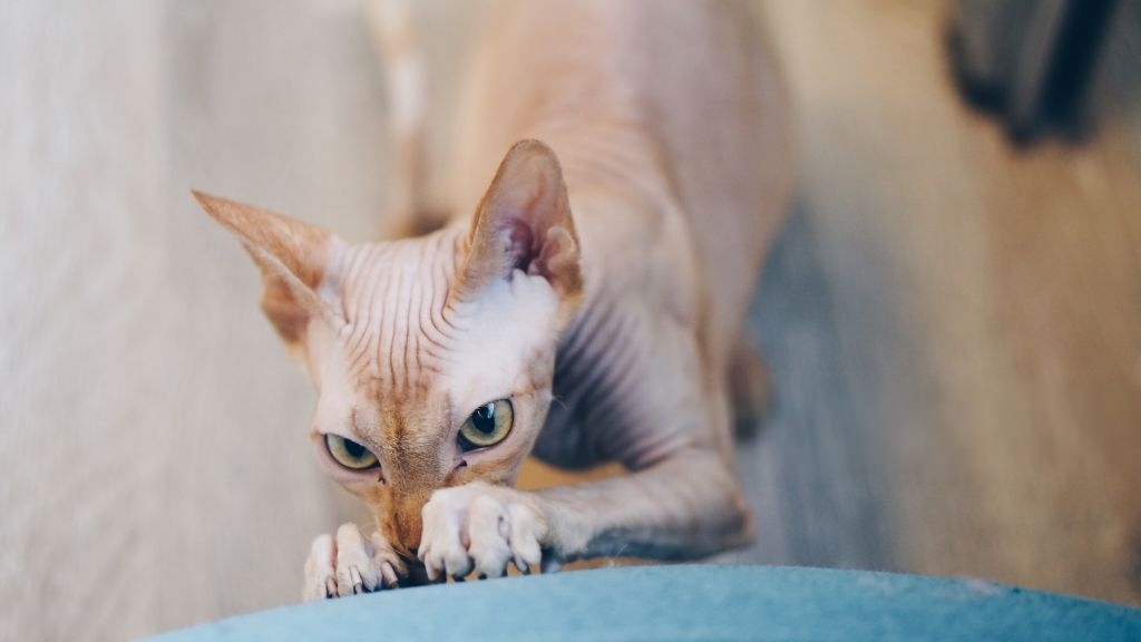 6 Subtle Signs Your Cat is Secretly Mad At You – Meowingtons