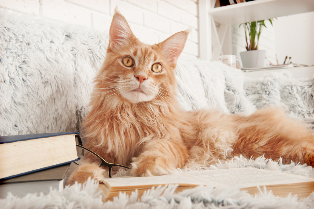 6 Subtle Signs Your Cat is Secretly Mad At You – Meowingtons