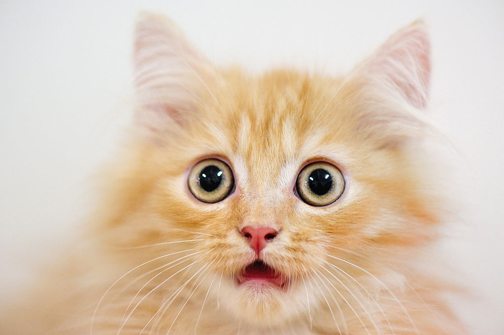 5 Super Cool Facts About Your Cat's Whiskers