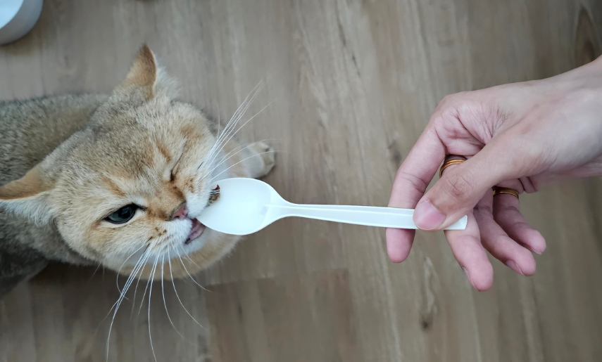 Ways of feeding vitamin paste to your feline friends