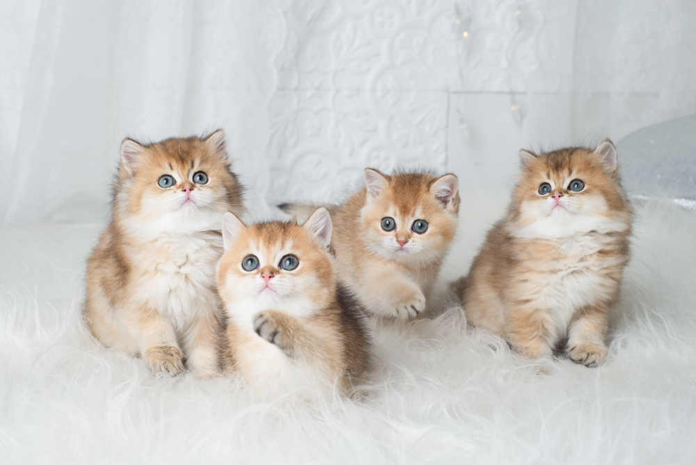 Golden british shorthair cat hot sale price