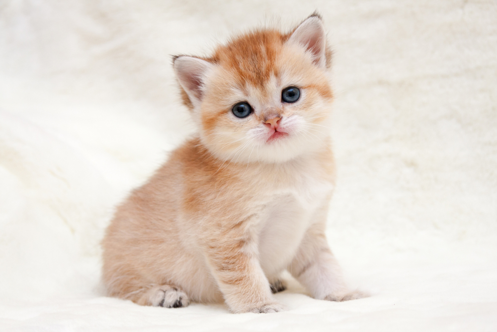 british shorthair golden kitten