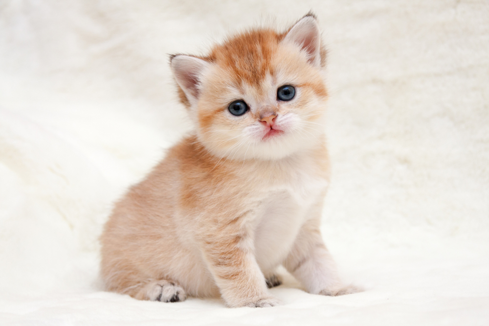 British gold hot sale cat kitten