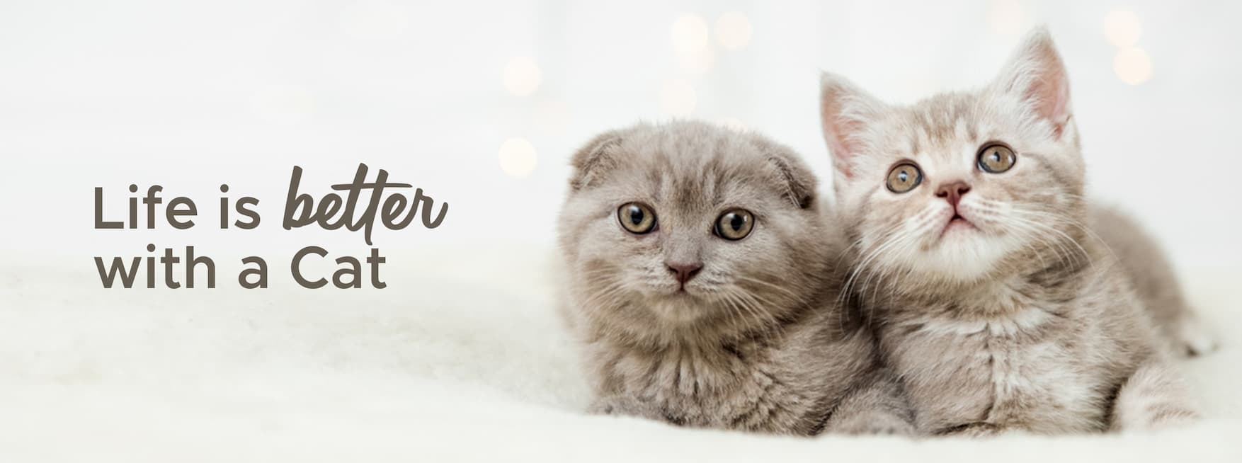 Our Kittens | CatSmart Singapore