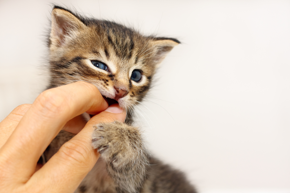 How To Stop Kitten Biting Behavior