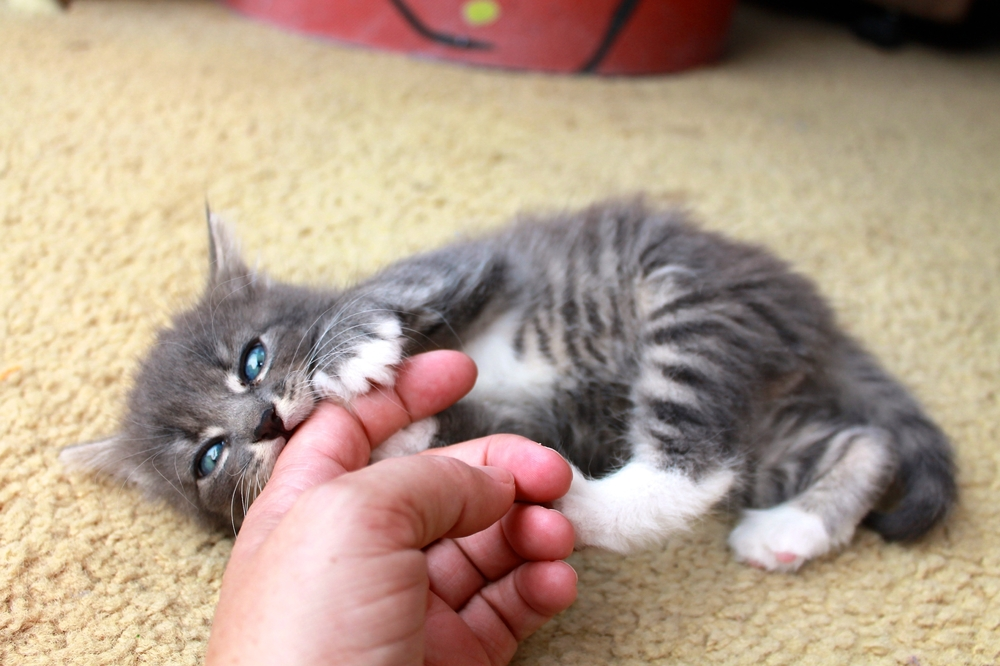 Signs Your Cat Is Secretly Mad at You