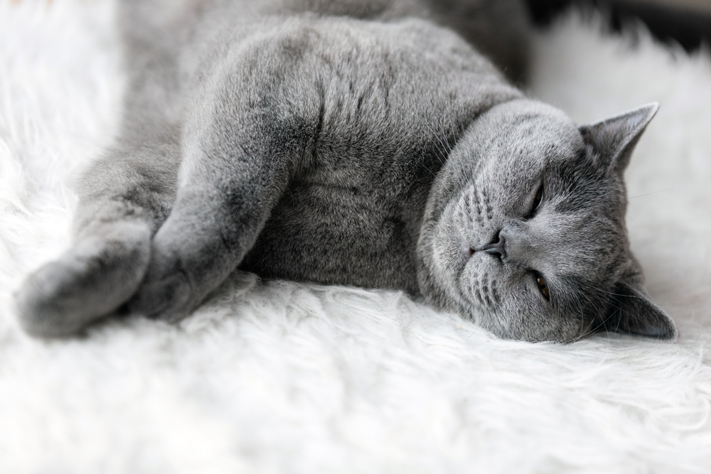 8 Tell-tail Signs of a Happy, Healthy Cat