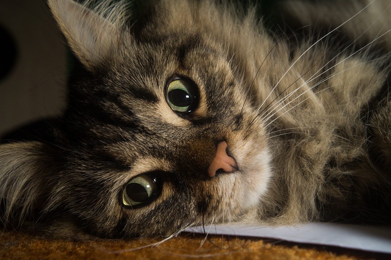 6 Subtle Signs Your Cat is Secretly Mad At You – Meowingtons