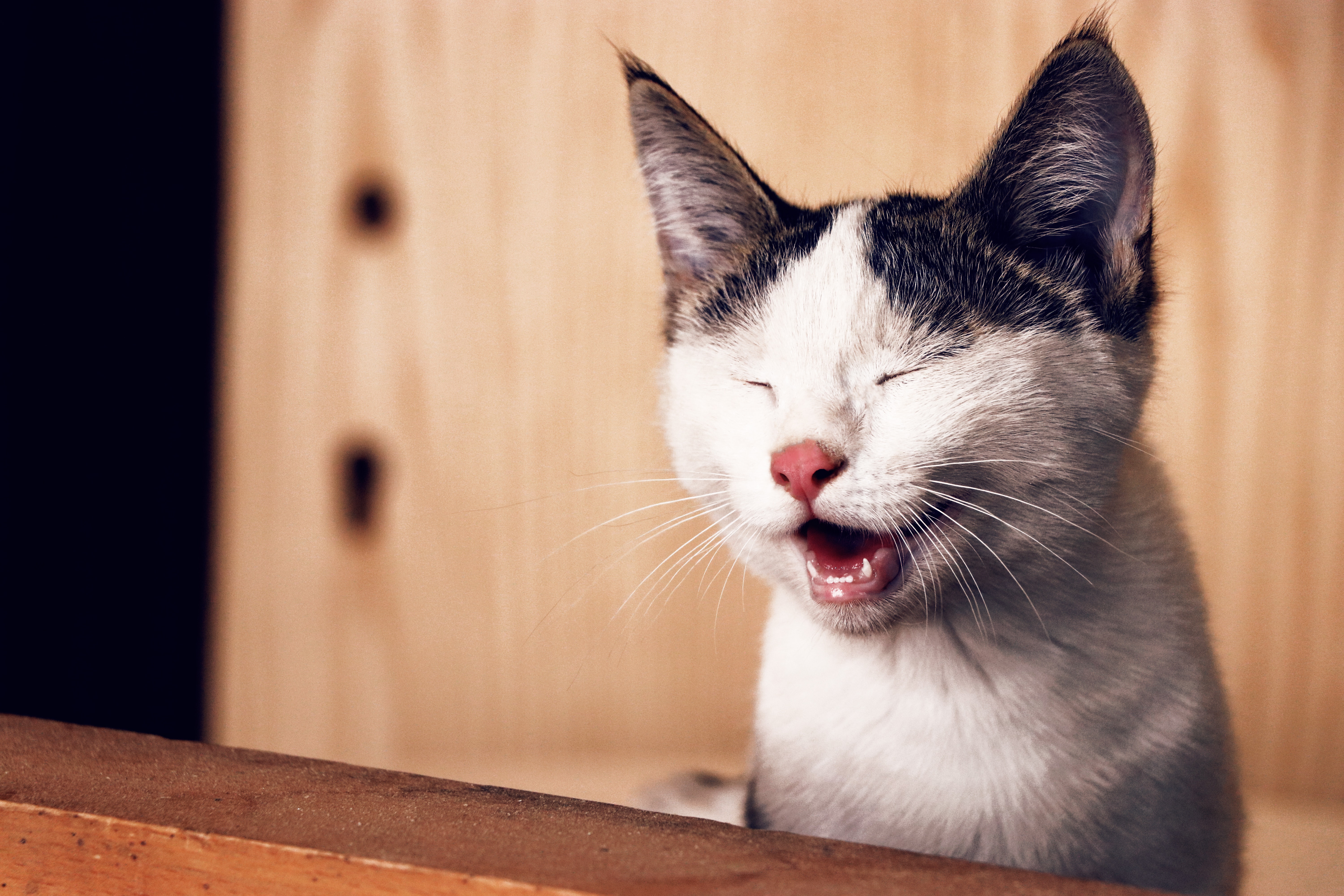 Decoding Our Feline’s Language: What Is My Cat Saying?