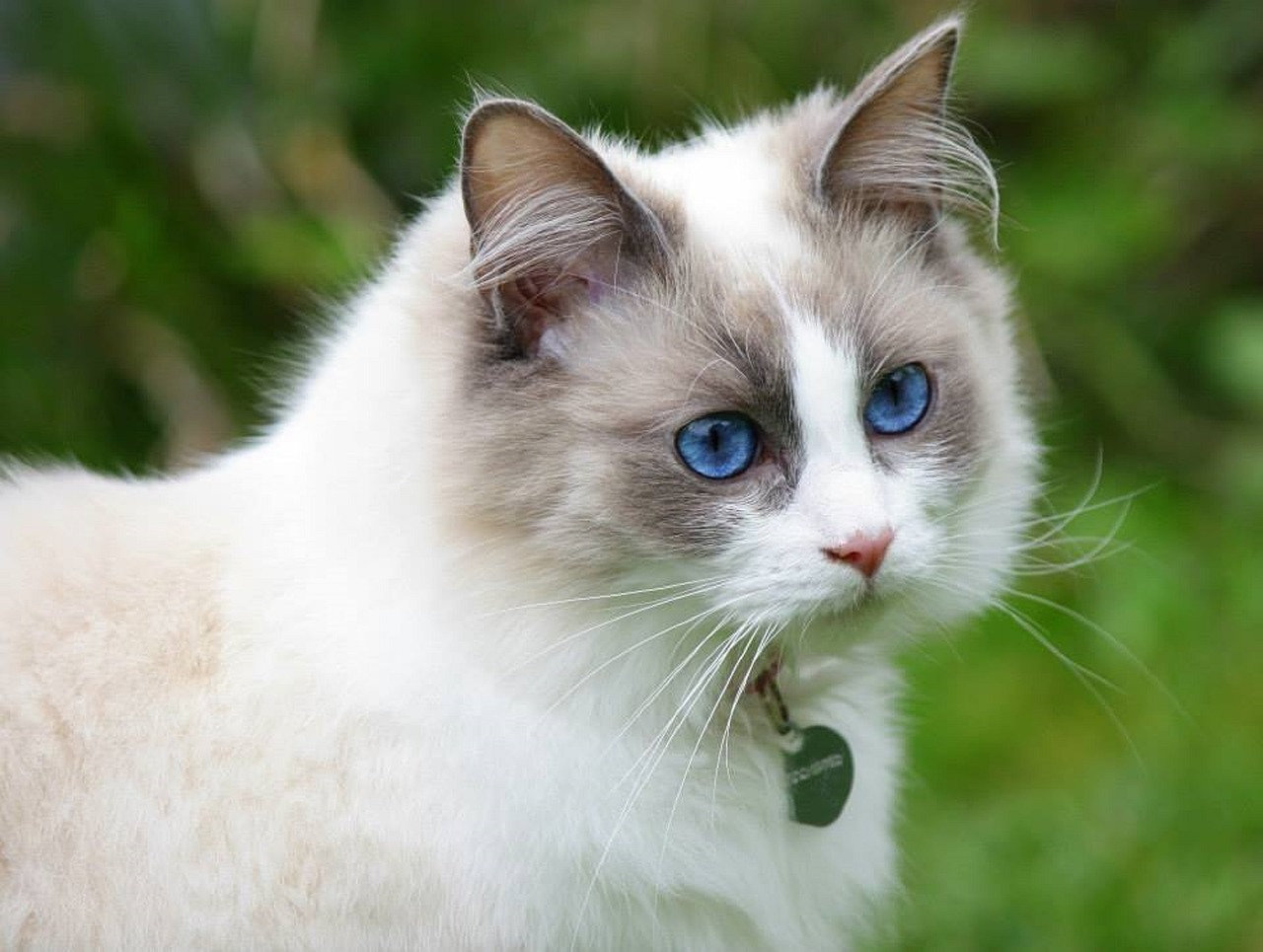 Getting To Know The Ragdoll Cat | CatSmart Singapore