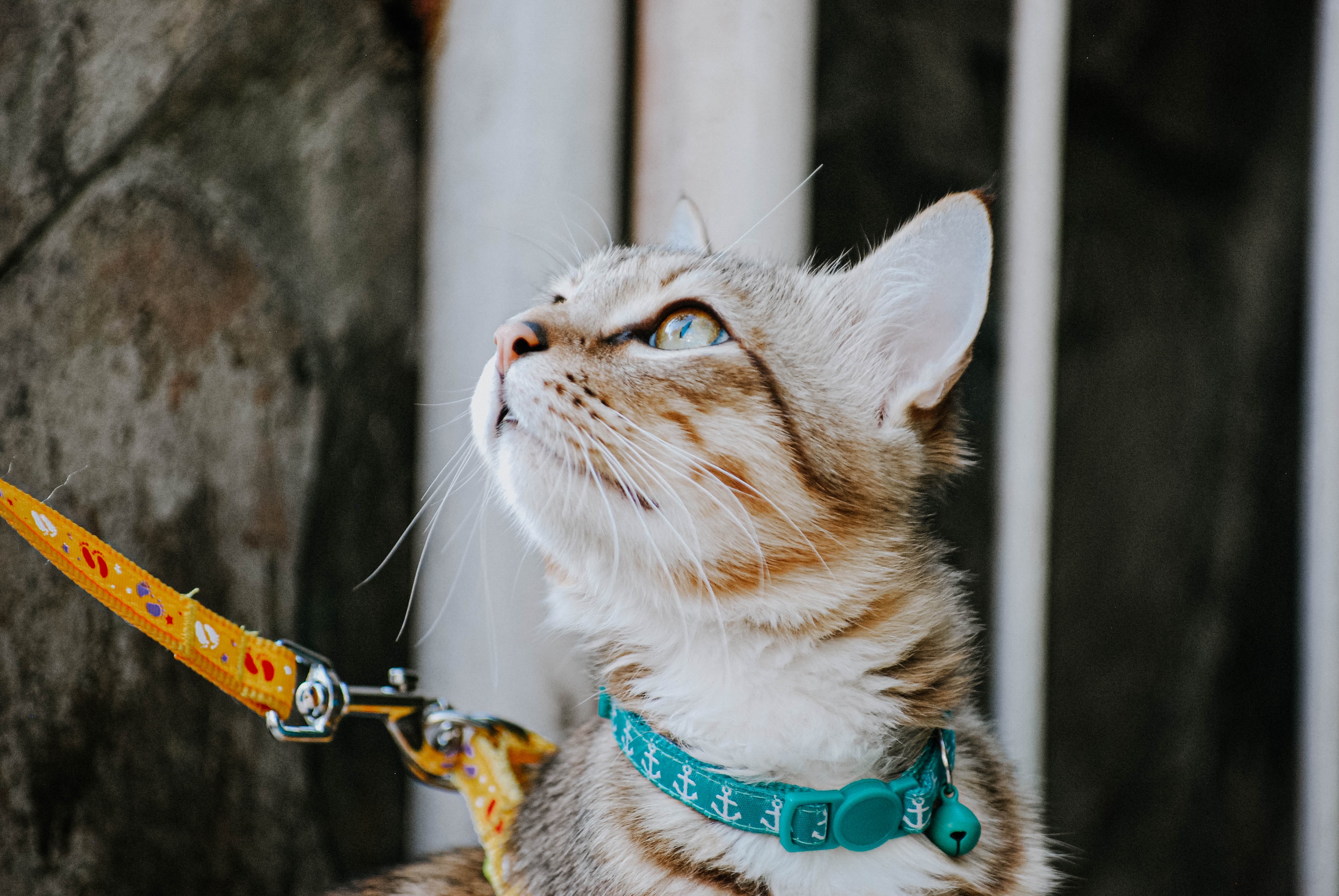 Walking your cat on a leash                  