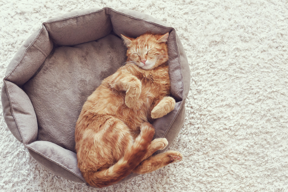 How can you reset your cat's internal body clock?