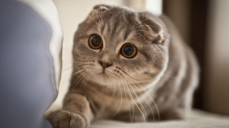 All About The Scottish Folds!