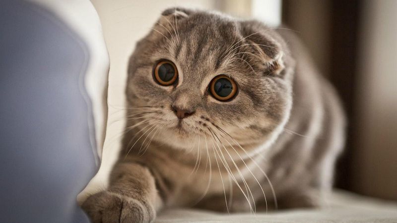 Scottish Fold Shorthair Cat