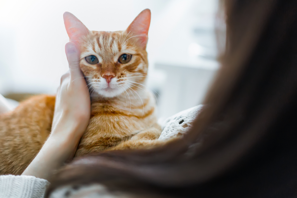 Useful tips that most cat owners seem to not know about