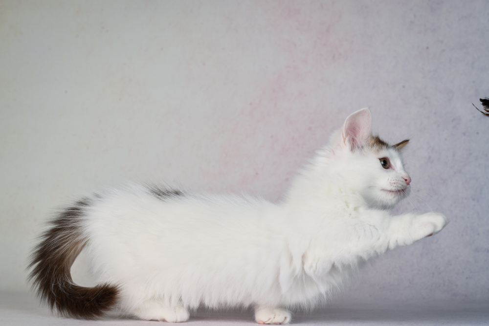 5 Fun Facts About The Munchkin Cats Catsmart Singapore